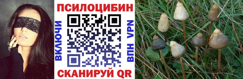 как найти   Старая Русса  Псилоцибиновые грибы Psilocybe 